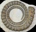 Devonian Ammonite (Anetoceras) - Morocco #64444-1